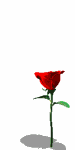 Bilde