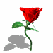 Bilde