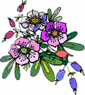Bilde