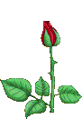 Bilde