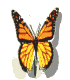 Bilde